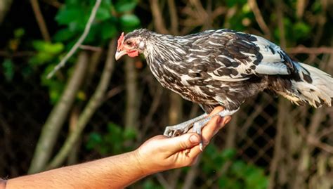 training your chickens|Chicken Training Made Easy: Tips and Tricks.